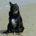 Mr. Dog enjoying the beach